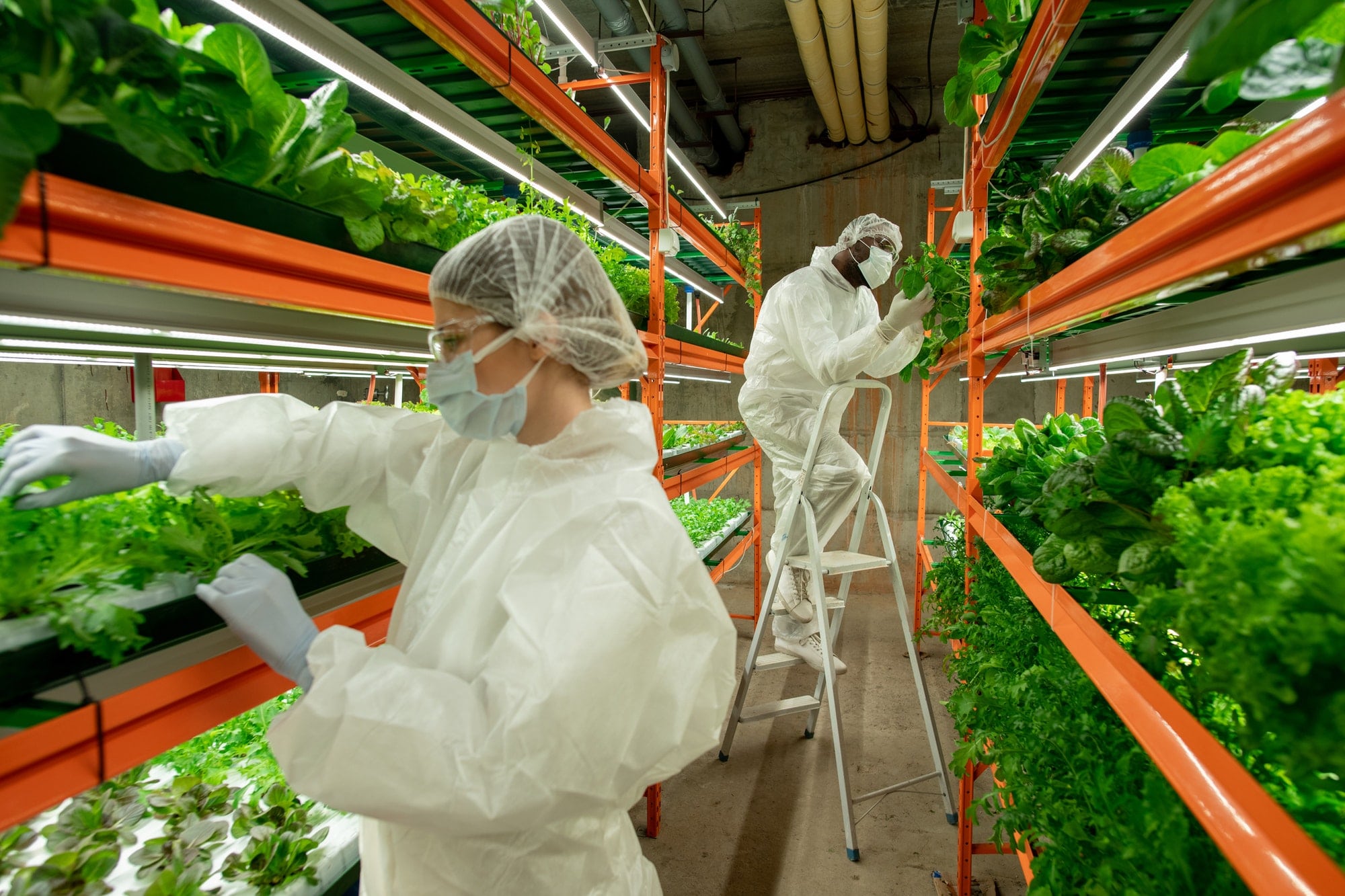 workers of vertical farm examining leaves of lettuce